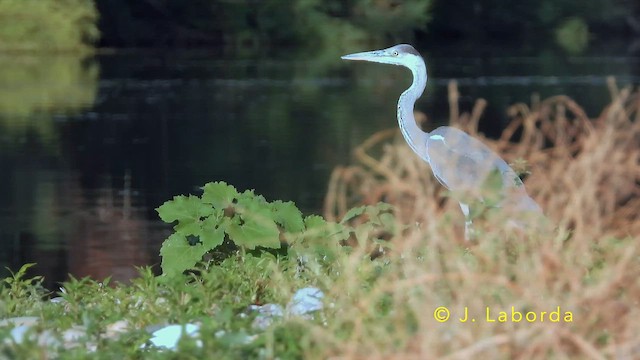 Gray Heron - ML647882745