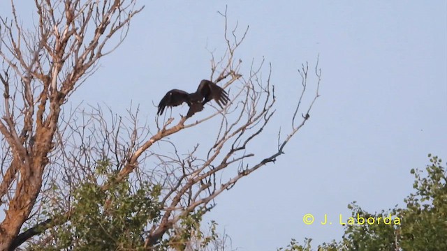 Black Kite - ML647882747
