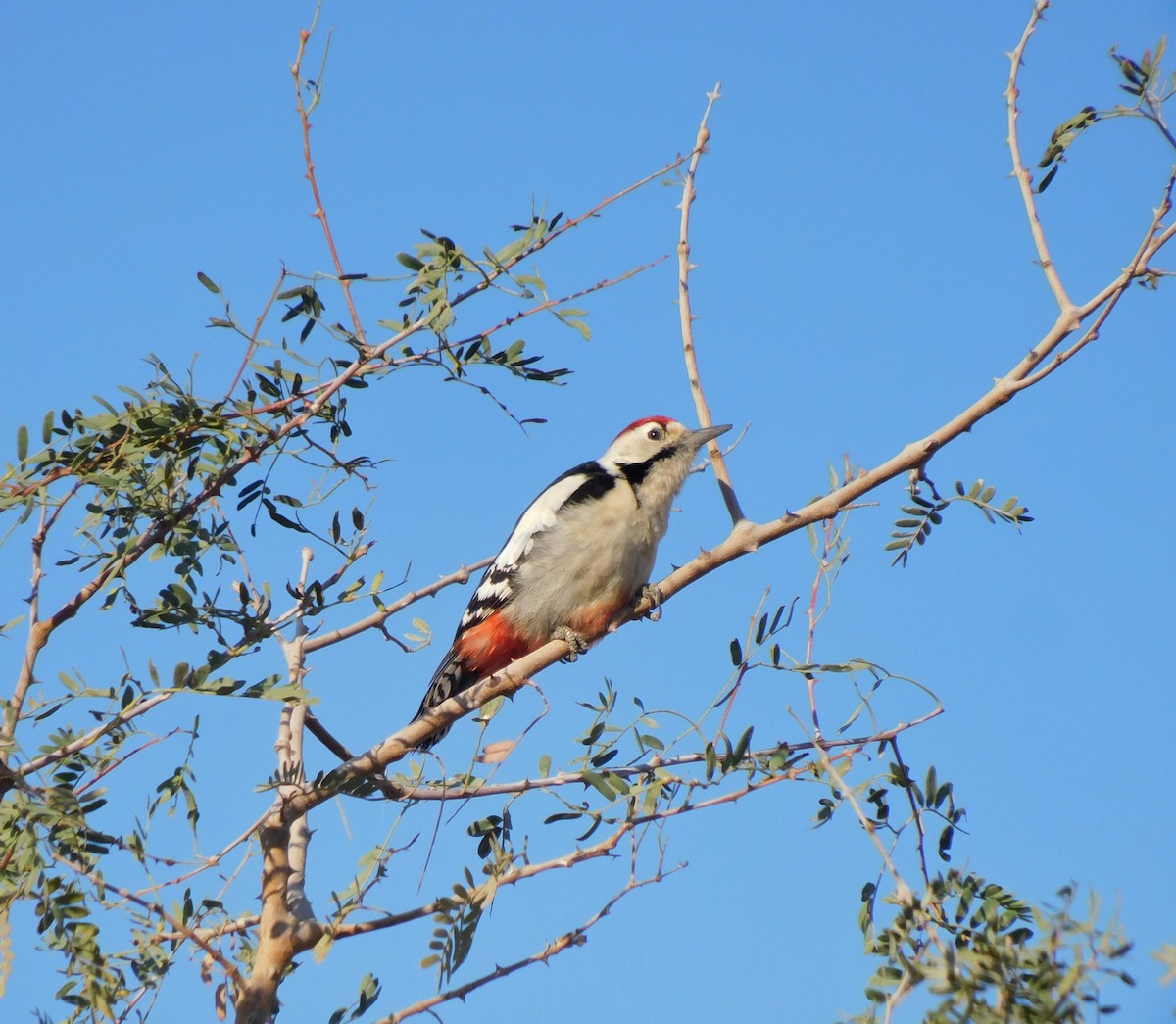 strakapoud balúčistánský - ML647882758