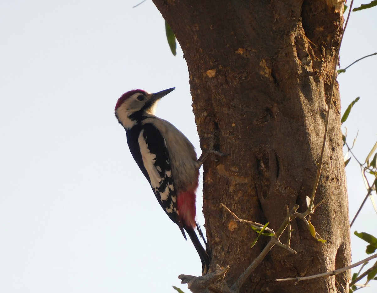 strakapoud balúčistánský - ML647882760