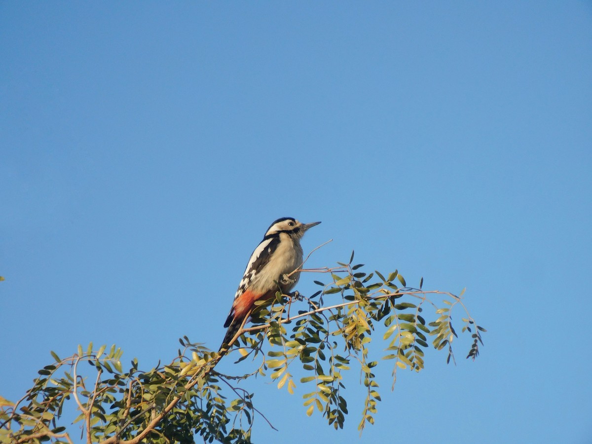 strakapoud balúčistánský - ML647882774