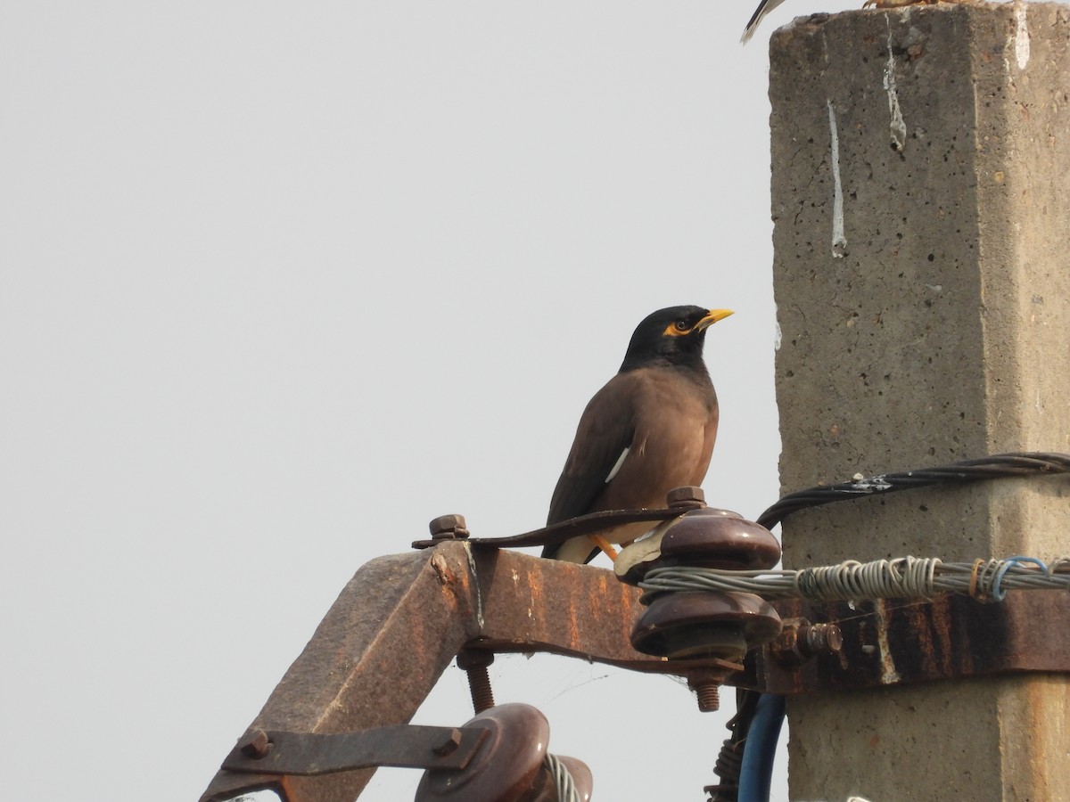 majna obecná - ML647882788