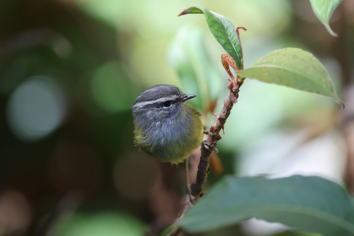 budníček žlutobřichý - ML647882789