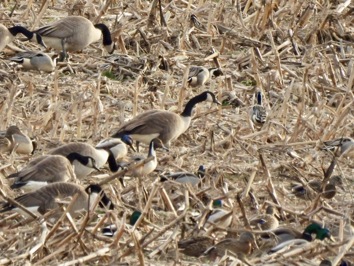 ostralka štíhlá - ML647882790