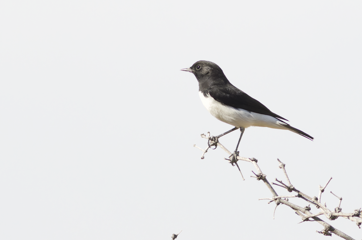 bělořit proměnlivý - ML647882791