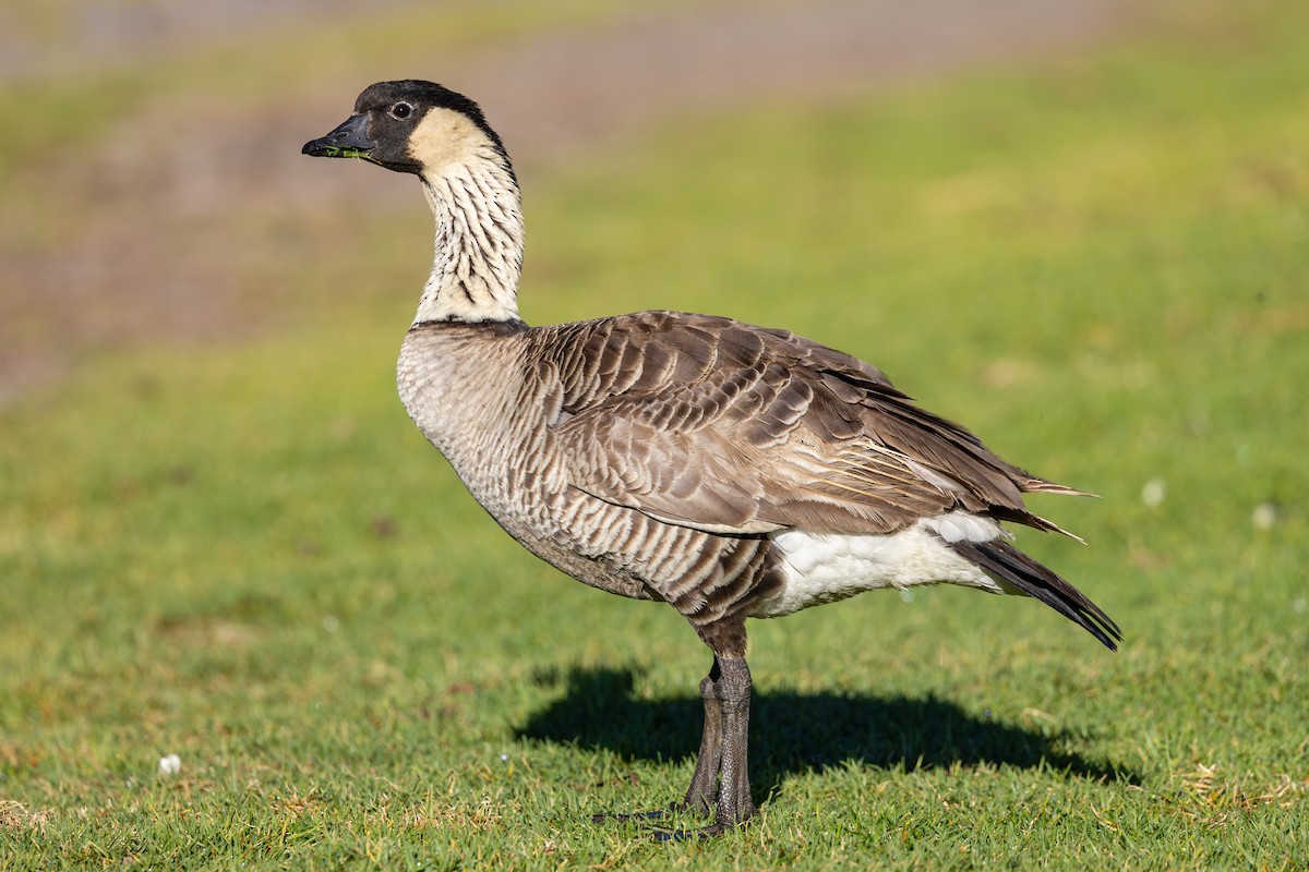 Barnacla Nené - ML647882792