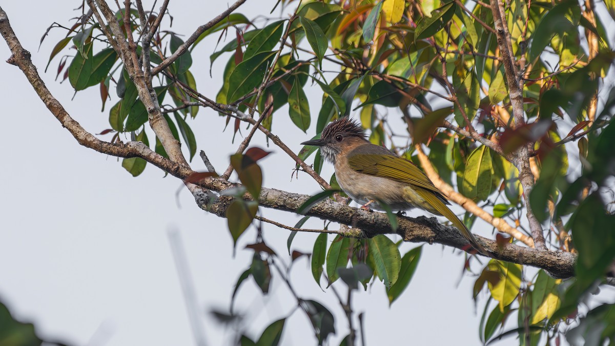 Mountain Bulbul - ML647882793