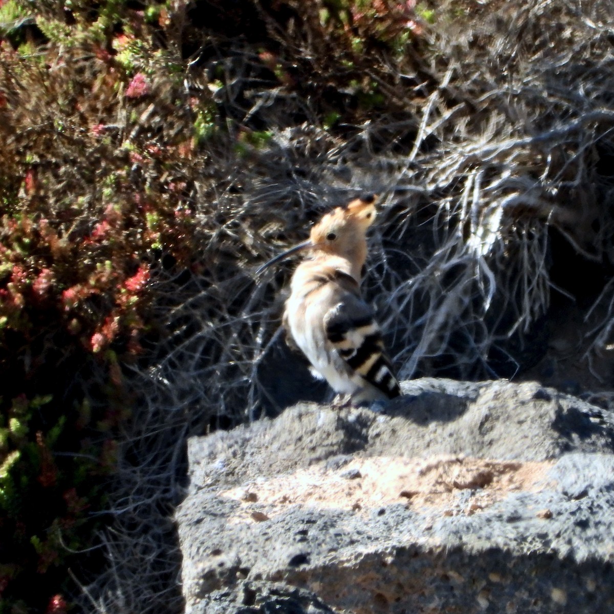 dudek chocholatý - ML647882795