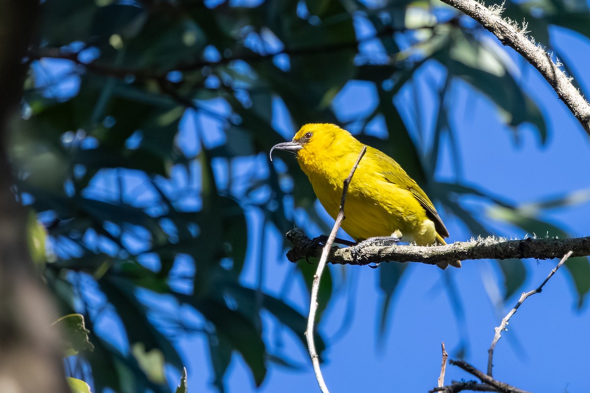 Akiapolaau - ML647882797