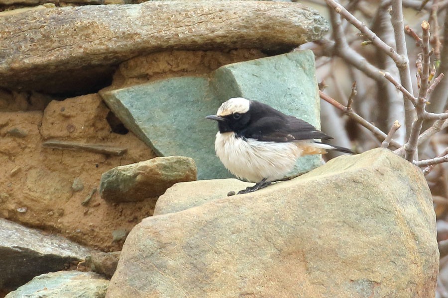 bělořit arabský - ML647882798