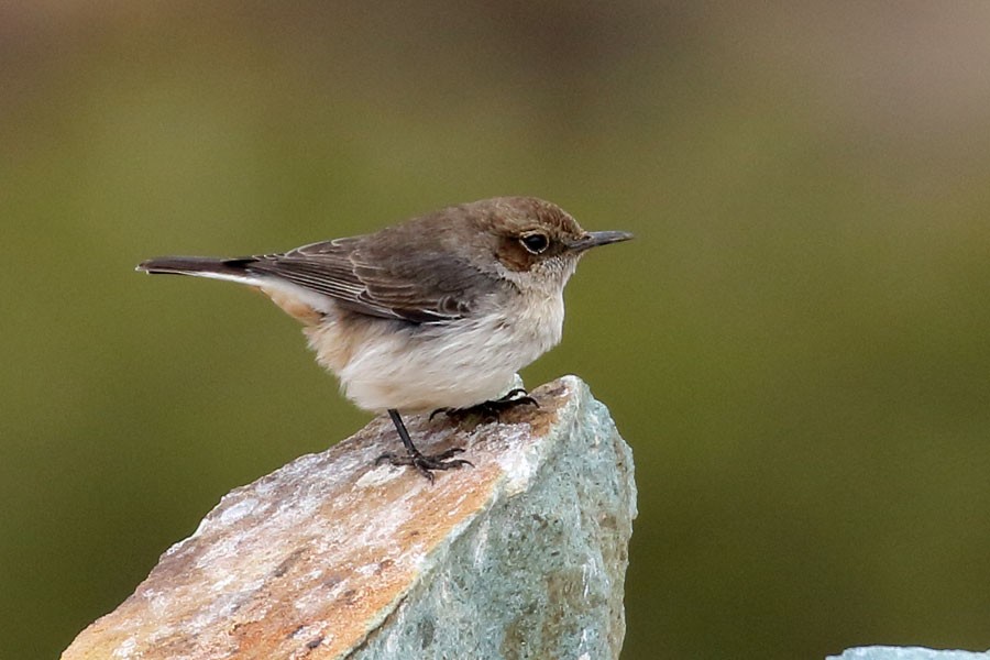 bělořit arabský - ML647882799