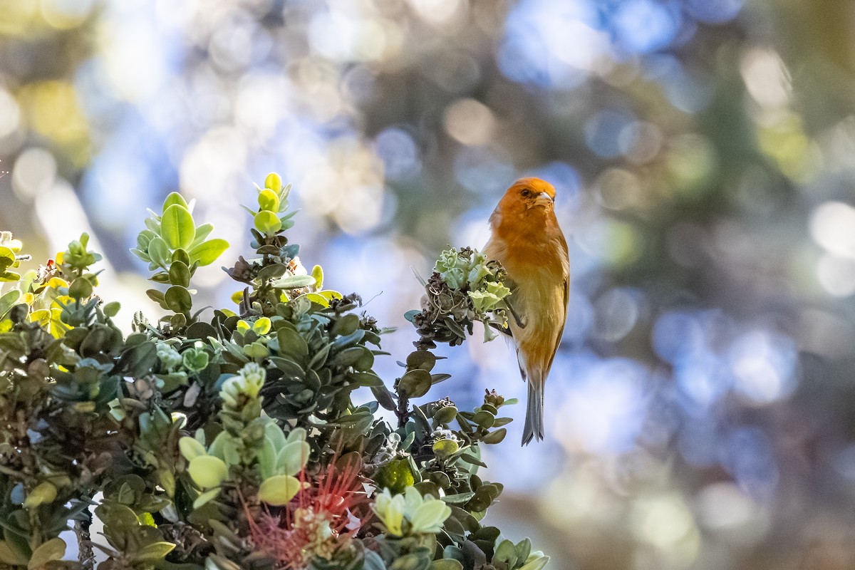 Akepa de Hawái - ML647882802