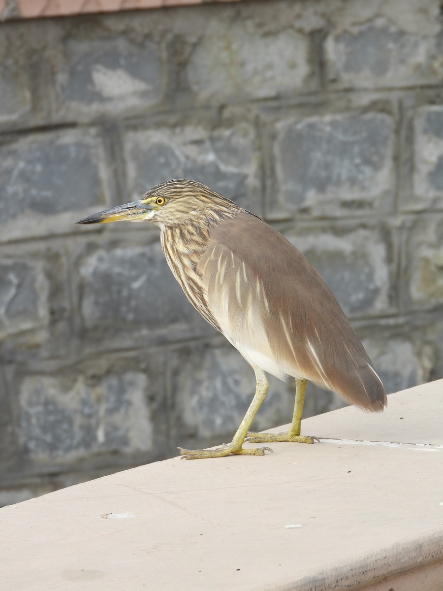 volavka hnědohřbetá - ML647882803