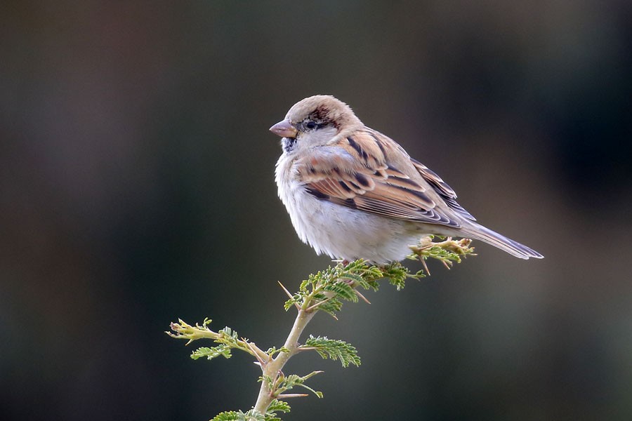 vrabec domácí - ML647882804