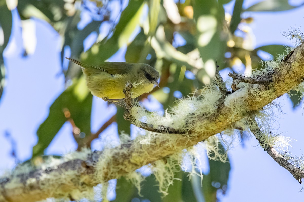 Akikiki de Hawái - ML647882805