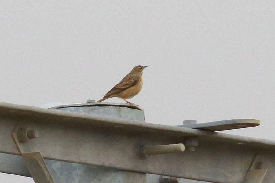 linduška dlouhozobá - ML647882807