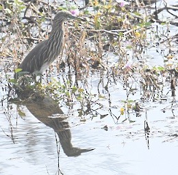 volavka hnědohřbetá - ML647882808