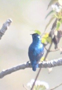 strdimil fialový - ML647882812