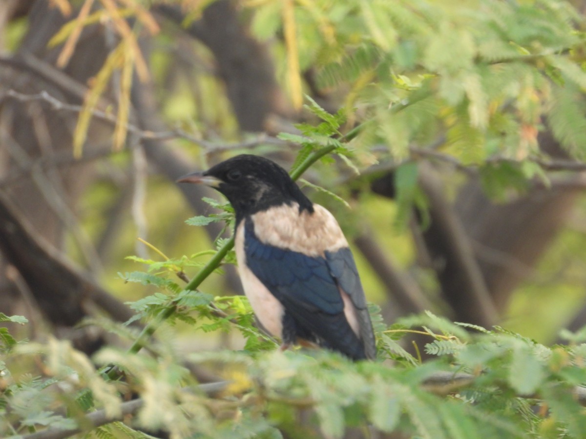 špaček růžový - ML647882813