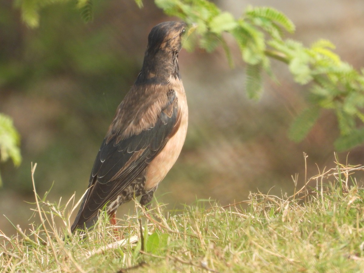 špaček růžový - ML647882814