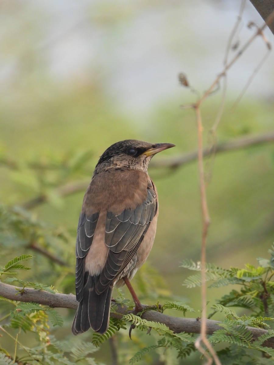 špaček růžový - ML647882815