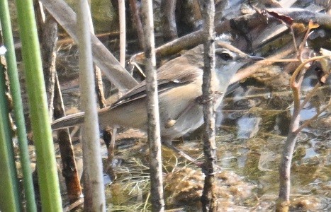 rákosník plavý - ML647882816