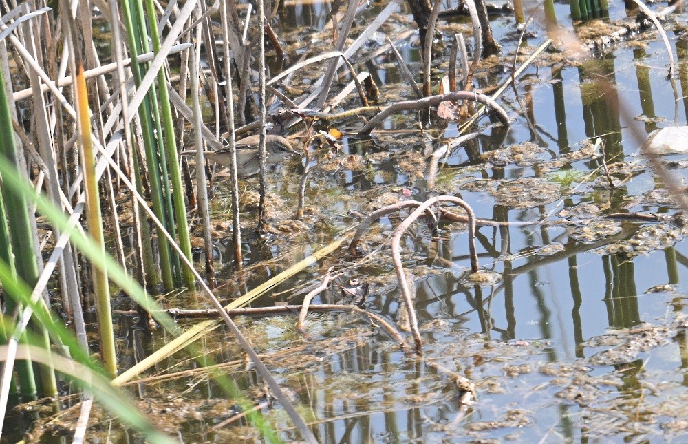 rákosník plavý - ML647882817