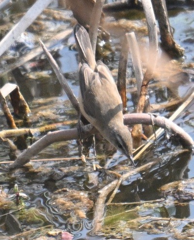 rákosník plavý - ML647882818