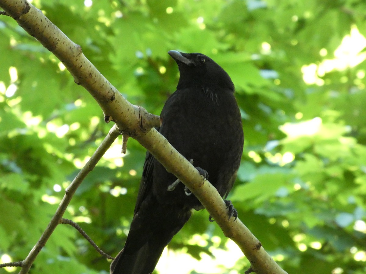 vrána americká - ML647882820