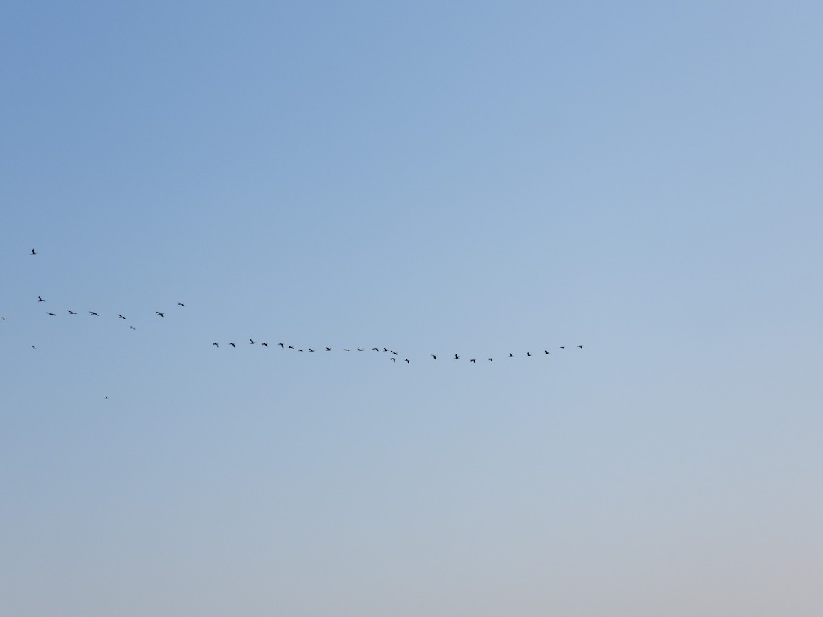 kormorán indomalajský - ML647882821