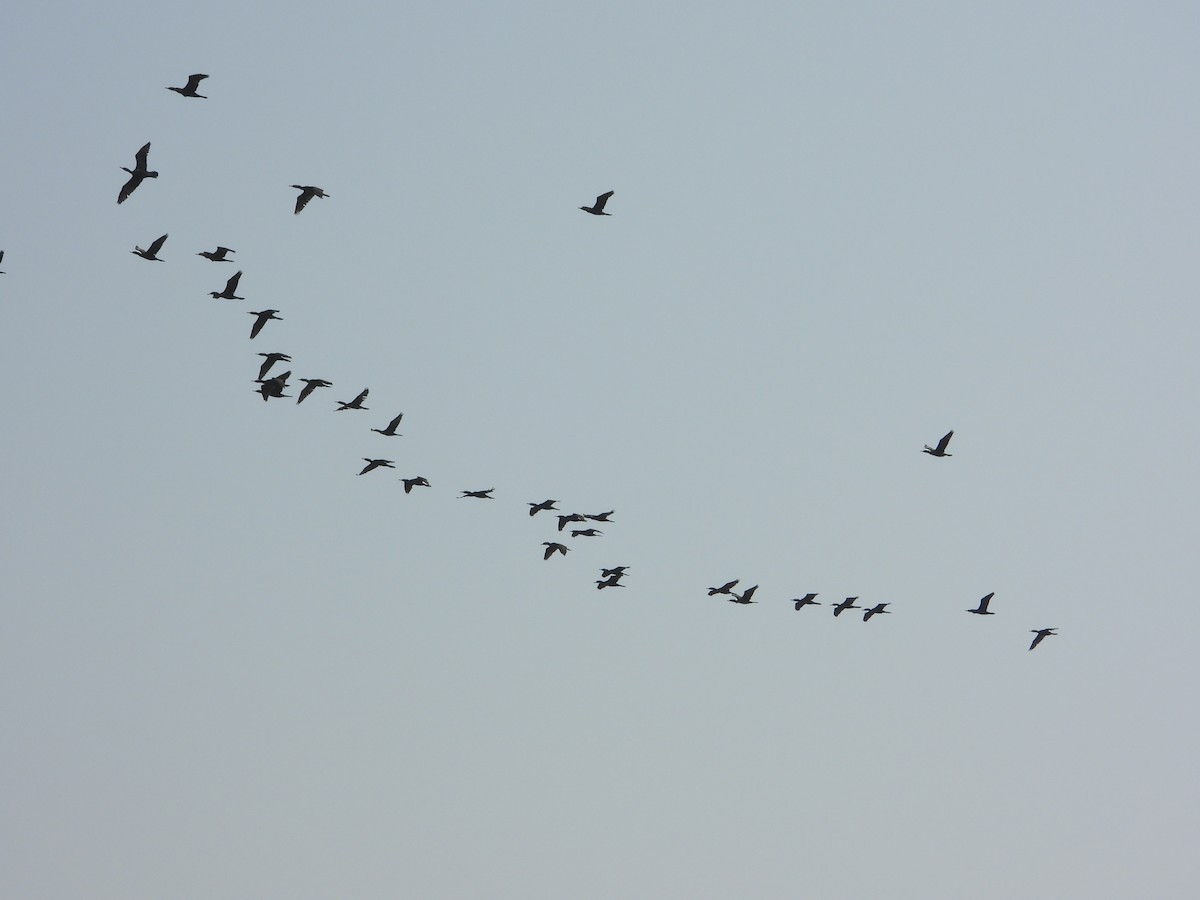 kormorán indomalajský - ML647882822