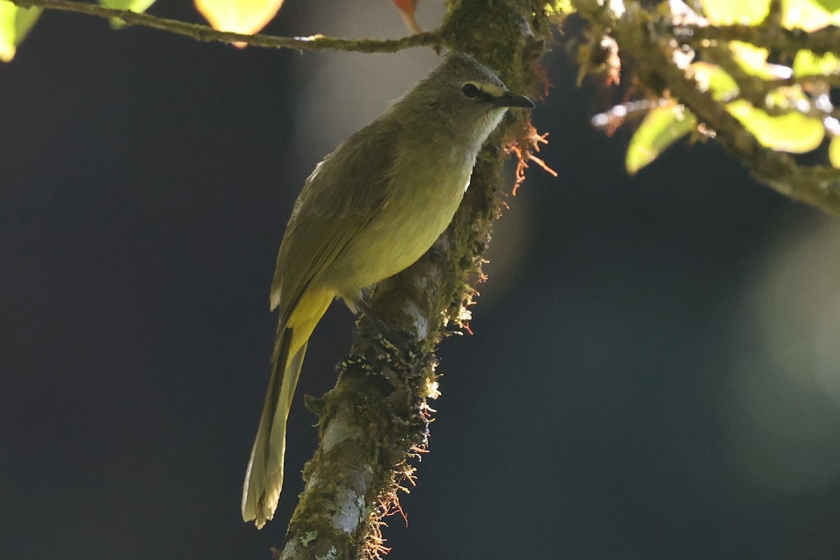 Flavescent Bulbul - ML647882823