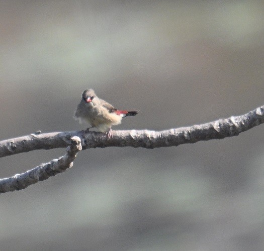 Tüpfelastrild - ML647882828