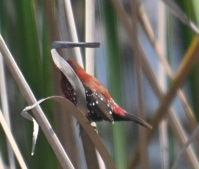 Tüpfelastrild - ML647882829