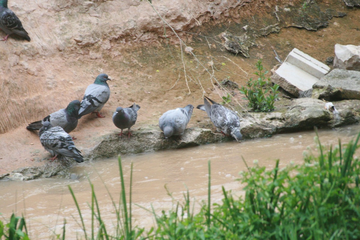 Felsentaube (Straßentaube) - ML647882830