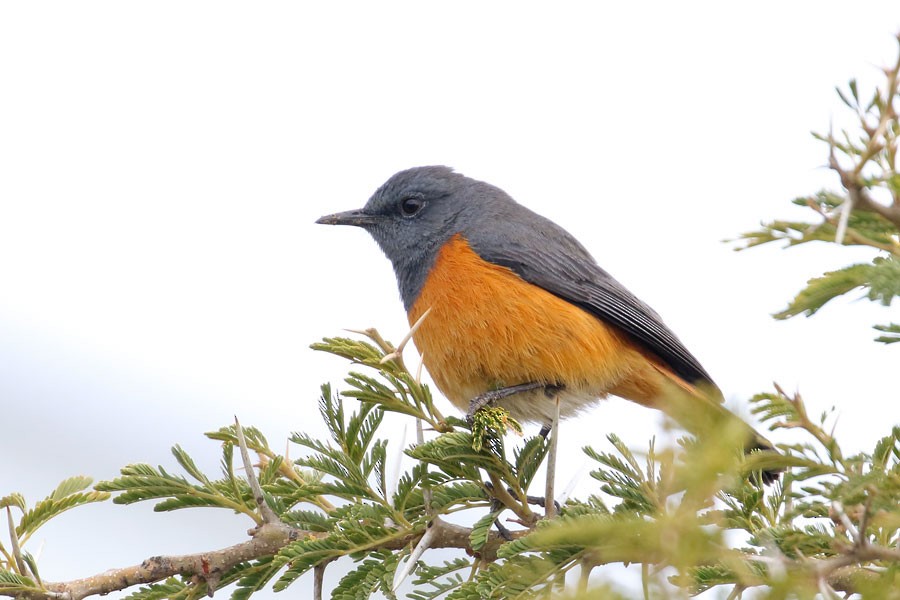 Schluchtenrötel - ML647882831