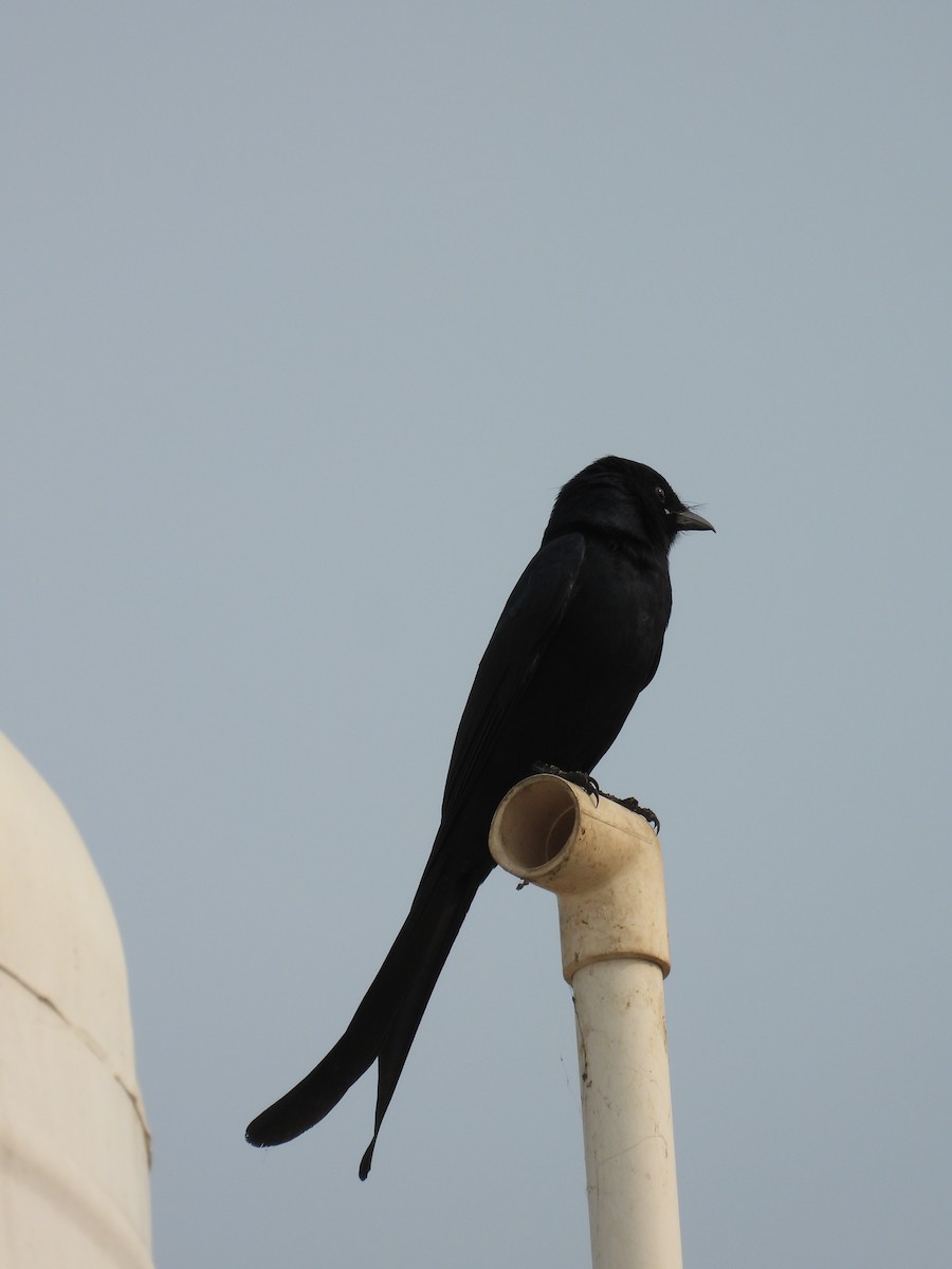 Königsdrongo - ML647882832