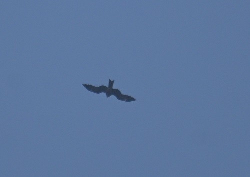 Schwarzmilan - ML647882833