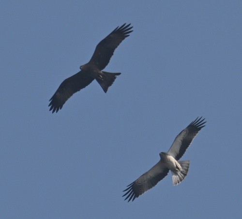 Schwarzmilan - ML647882834