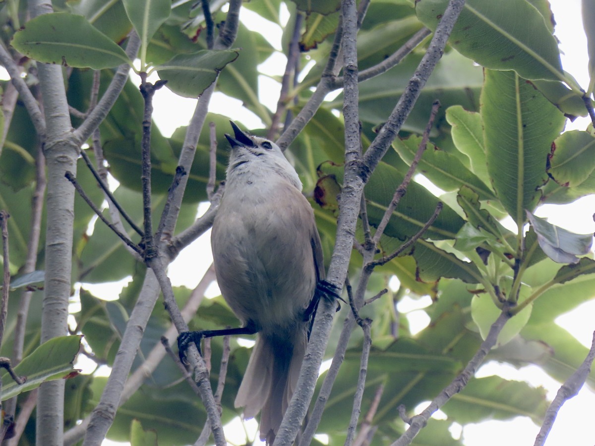 Weißköpfchen - ML647882836