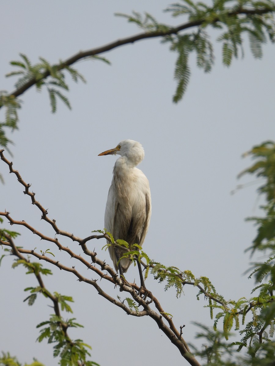 Koromandelkuhreiher - ML647882837
