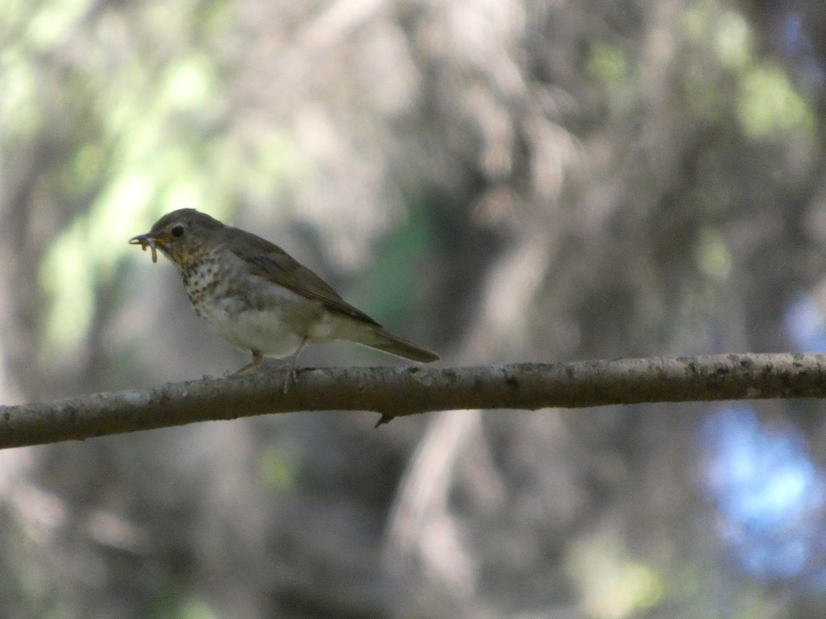 Zwergmusendrossel - ML647882838