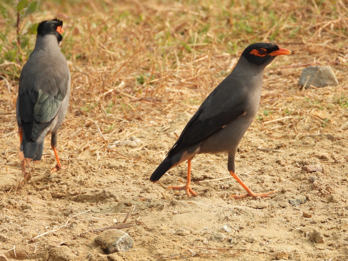 Ufermaina - ML647882839