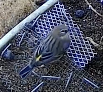 Kronenwaldsänger - ML647882840