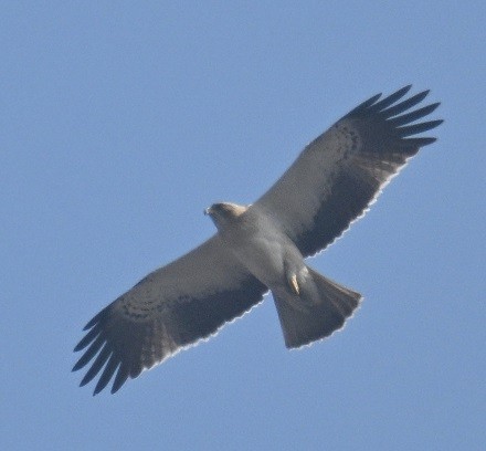 Zwergadler - ML647882841