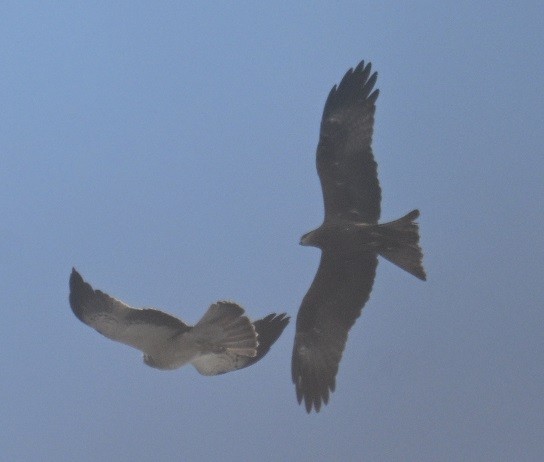 Zwergadler - ML647882842