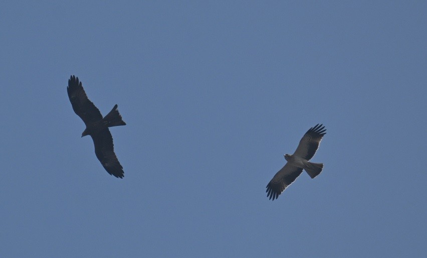 Zwergadler - ML647882843