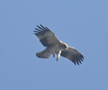 Zwergadler - ML647882844