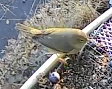 Orangefleck-Waldsänger - ML647882846