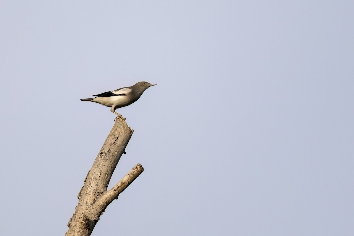 Mandarinstar - ML647882848